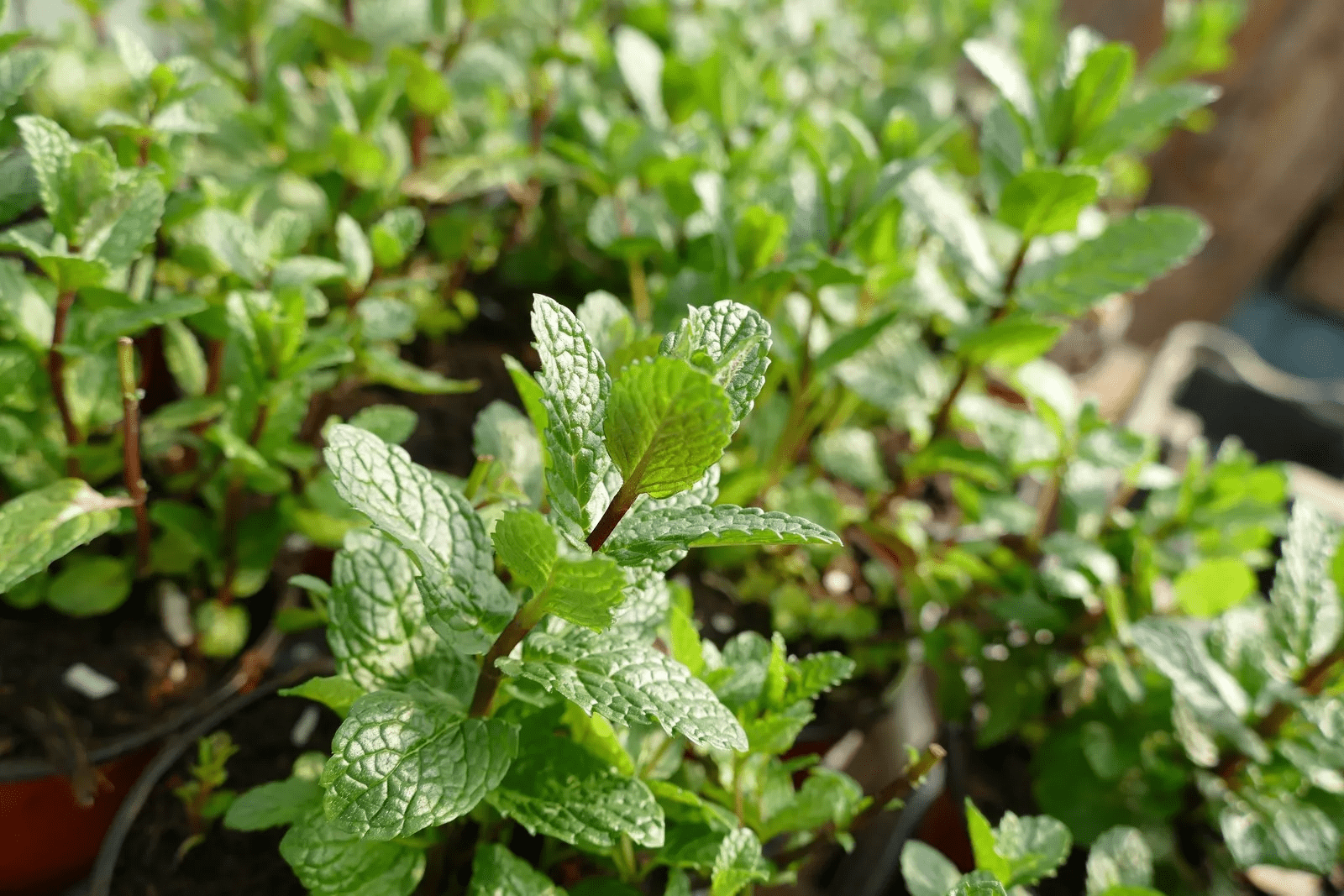 Des images de diff�rentes plantes